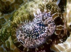 Close up of a Crocodilefish's eye. by Stephen Wurfel 